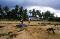 wasserschildkr&ouml;te in montjoly