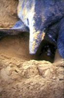 eigelege der schildkr&ouml;te